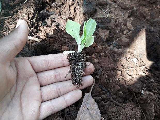 Foto: Arquivo/Escola